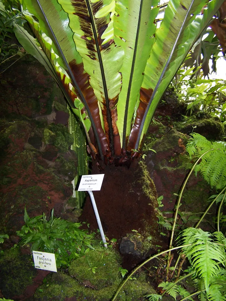 asplenium australasicum plant showing characteristic features