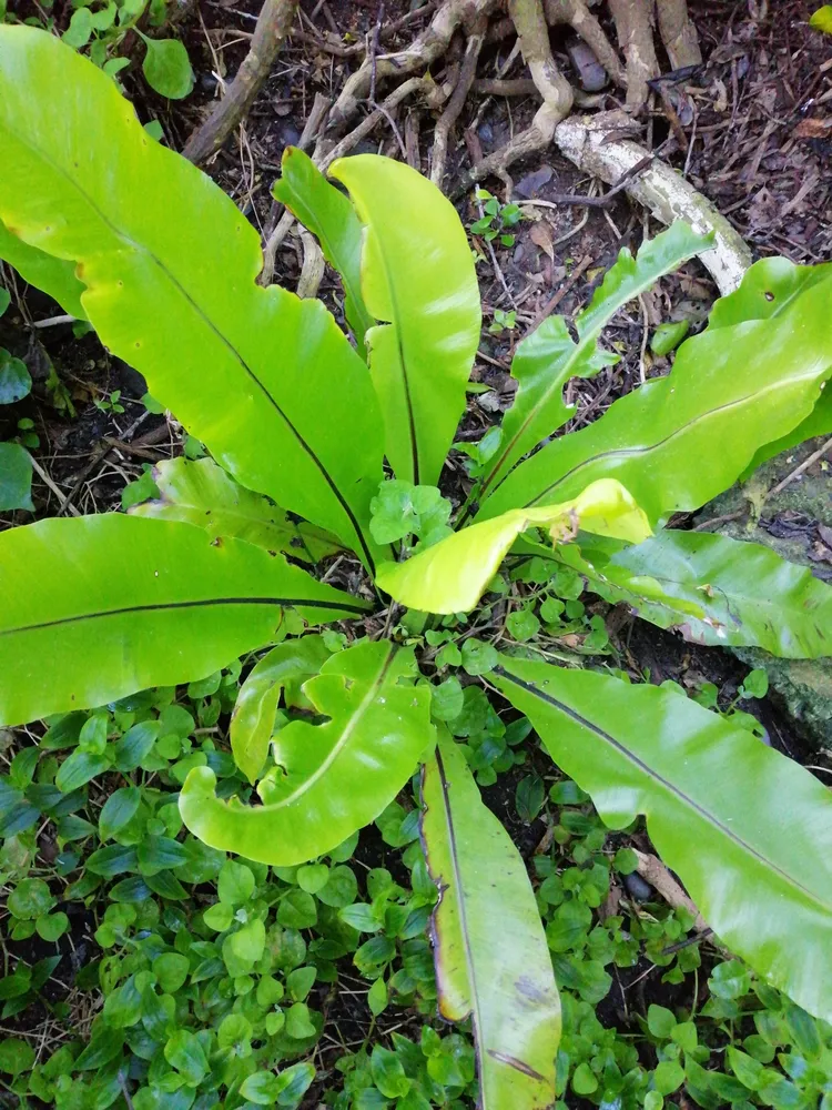 asplenium australasicum plant showing characteristic features