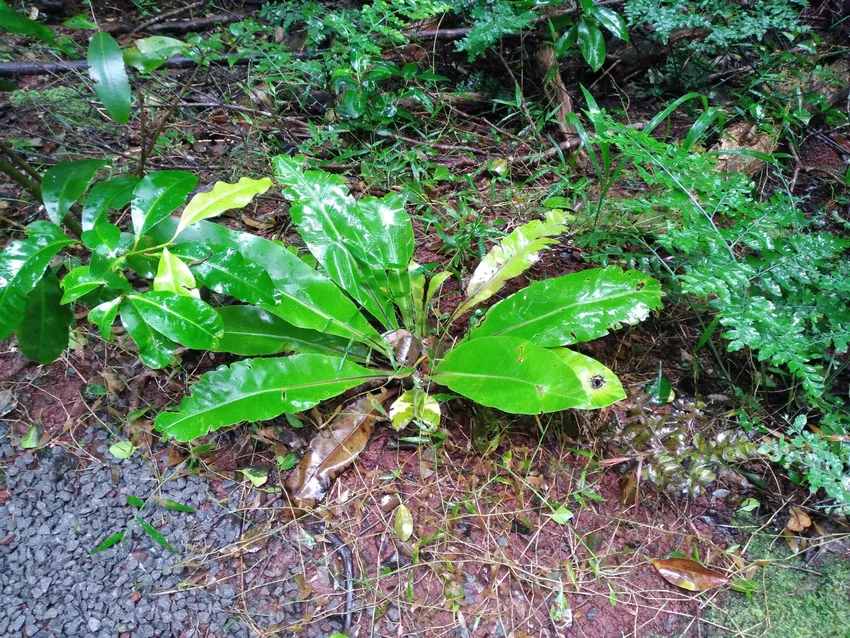 asplenium australasicum plant showing characteristic features