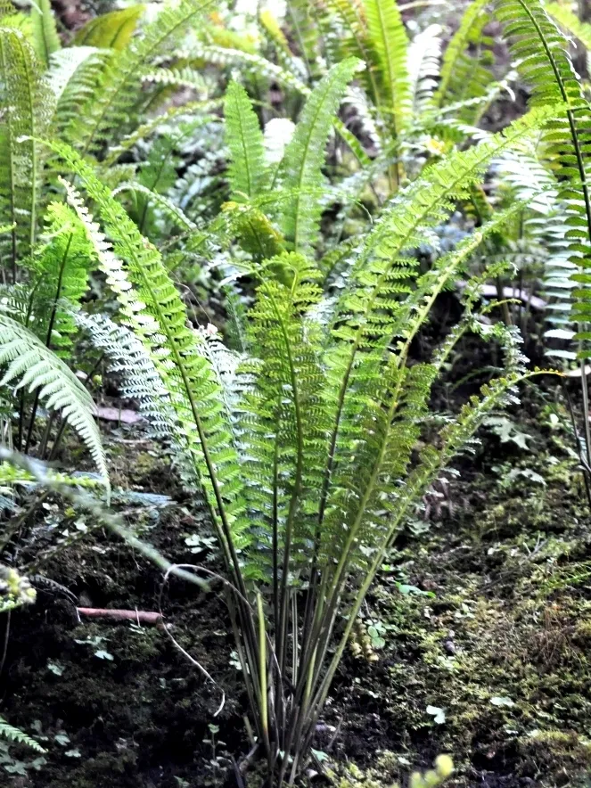 asplenium belangeri plant showing characteristic features