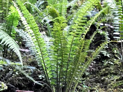 asplenium belangeri thumbnail