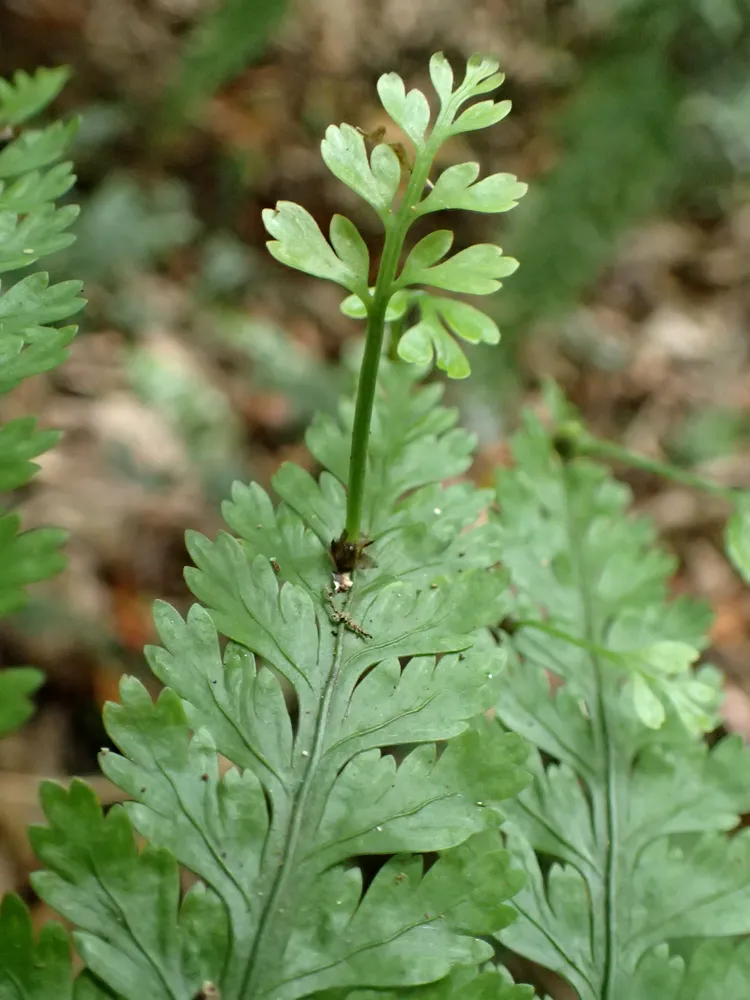 asplenium bulbiferum plant showing characteristic features