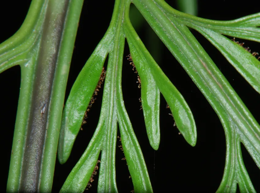 asplenium bulbiferum plant showing characteristic features