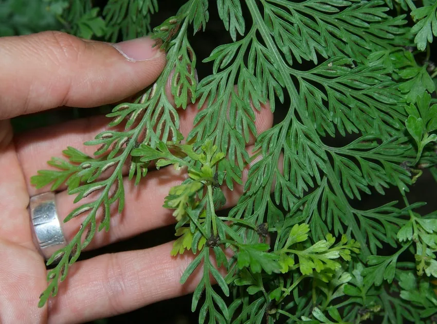 asplenium bulbiferum plant showing characteristic features