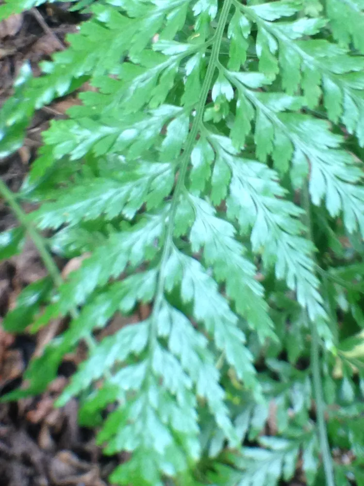 asplenium bulbiferum plant showing characteristic features