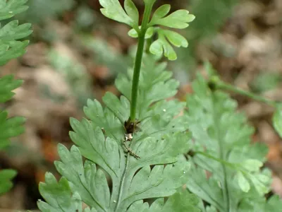 asplenium bulbiferum thumbnail