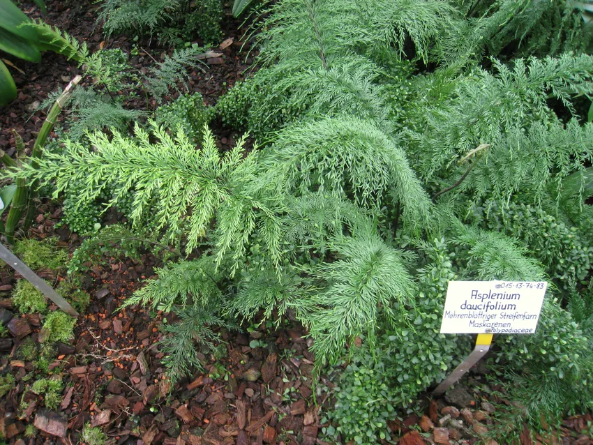 asplenium daucifolium plant showing characteristic features