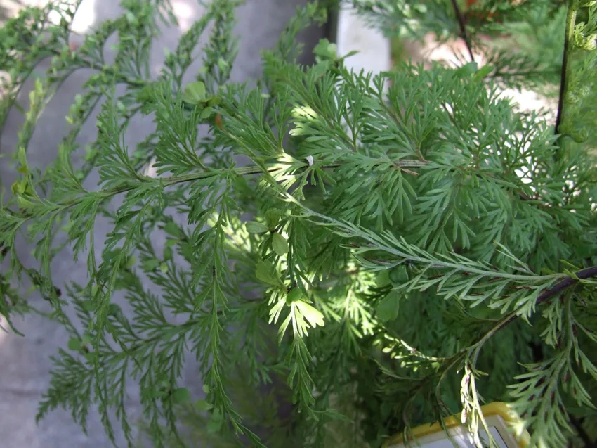 asplenium daucifolium plant showing characteristic features