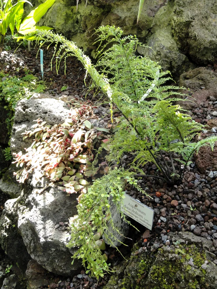 asplenium daucifolium plant showing characteristic features