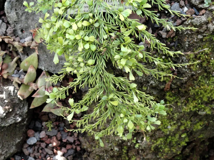 asplenium daucifolium plant showing characteristic features