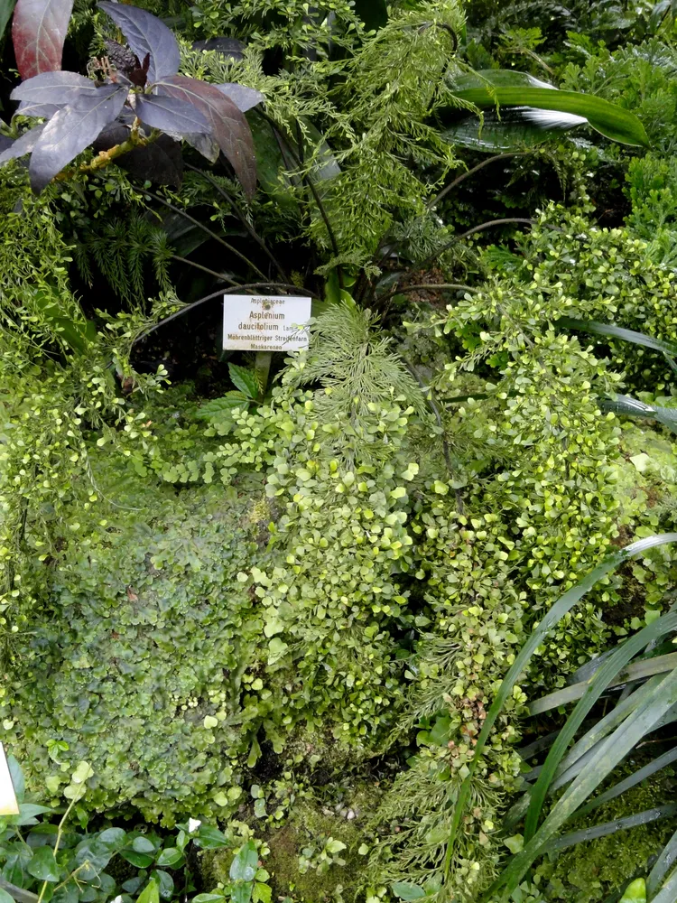 asplenium daucifolium plant showing characteristic features