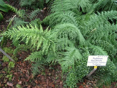 asplenium daucifolium thumbnail