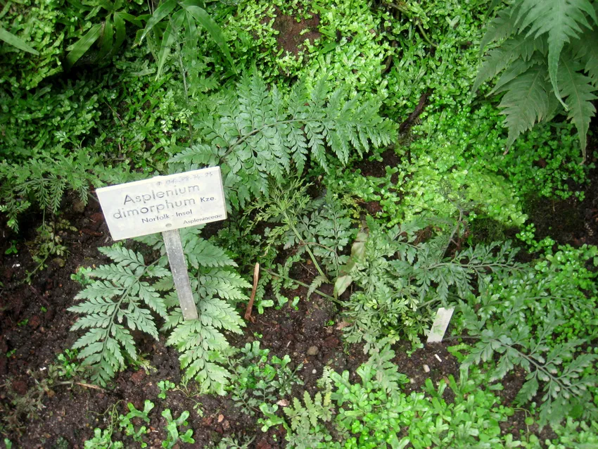 asplenium dimorphum plant showing characteristic features