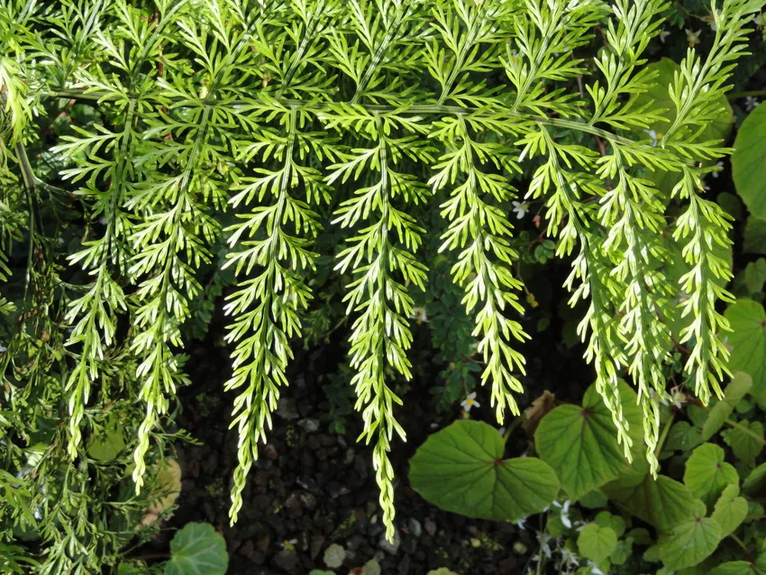 asplenium dimorphum plant showing characteristic features