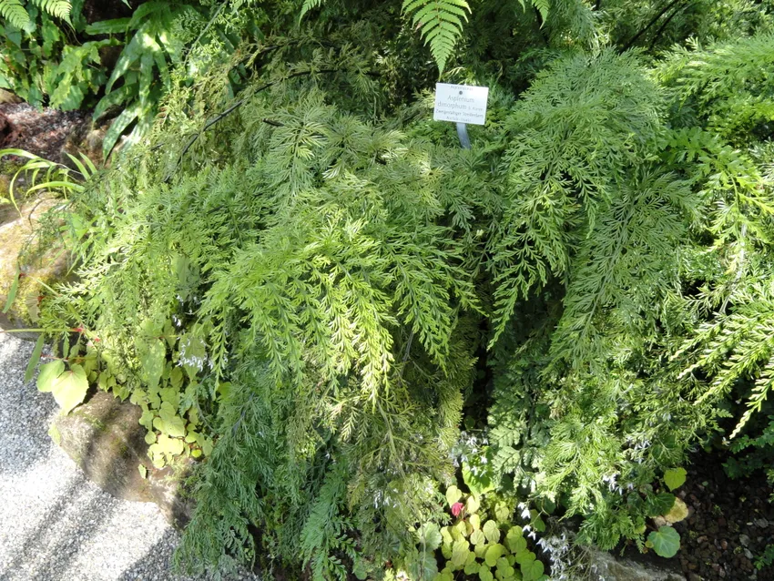 asplenium dimorphum plant showing characteristic features