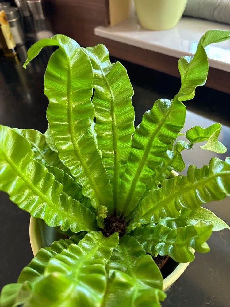 asplenium crispy wave plant showing characteristic features