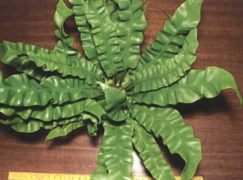 asplenium crispy wave plant showing characteristic features