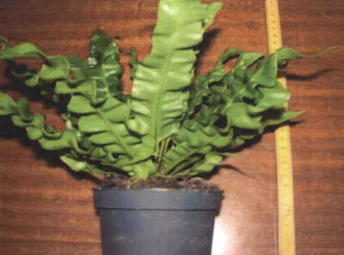 asplenium crispy wave plant showing characteristic features