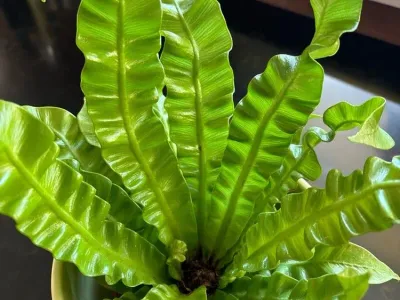 thumbnail asplenium nidus 'crispy wave'