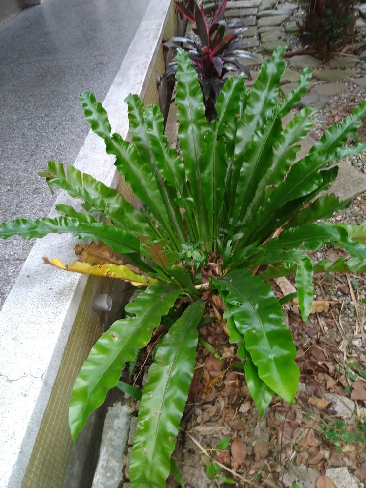 asplenium nidus plant showing characteristic features