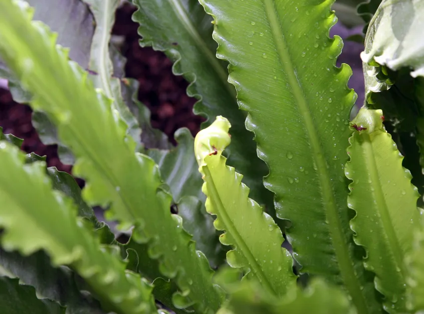 asplenium osaka plant showing characteristic features