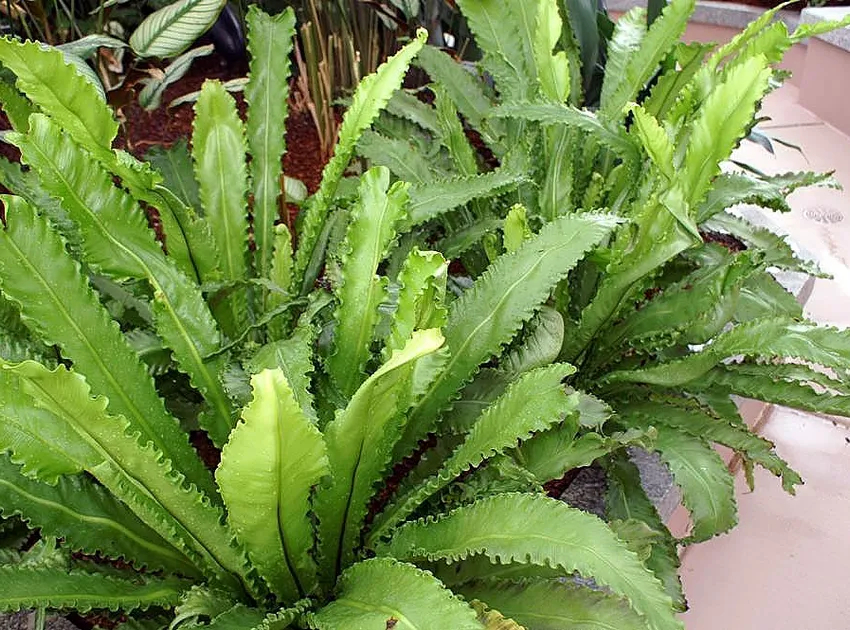 asplenium osaka plant showing characteristic features