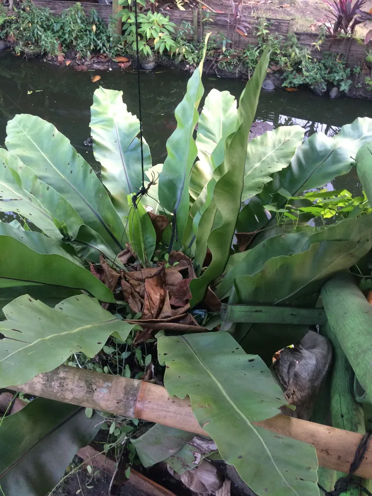 asplenium nidus plant showing characteristic features