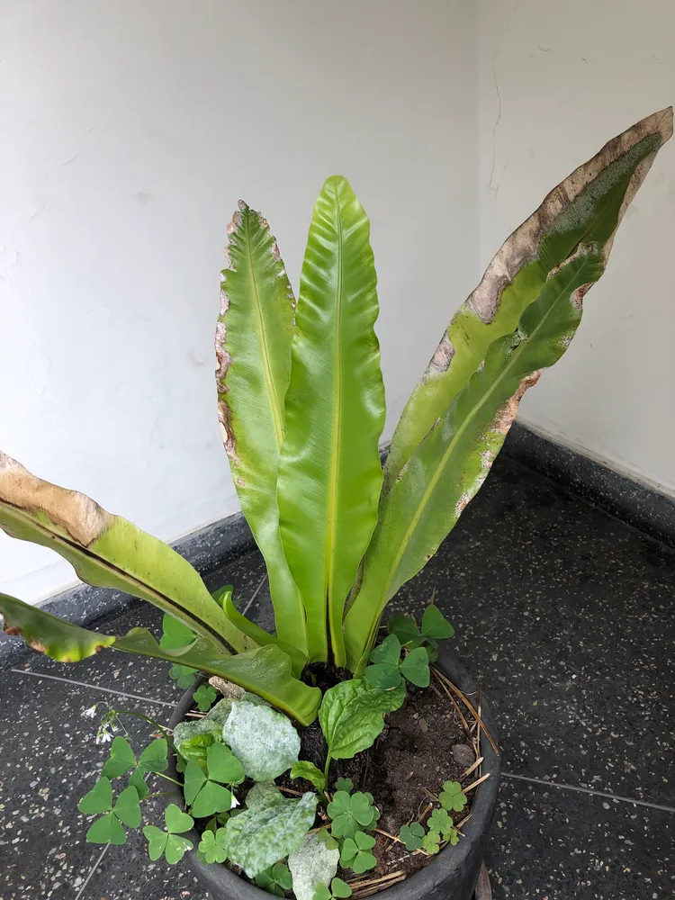 asplenium nidus plant showing characteristic features