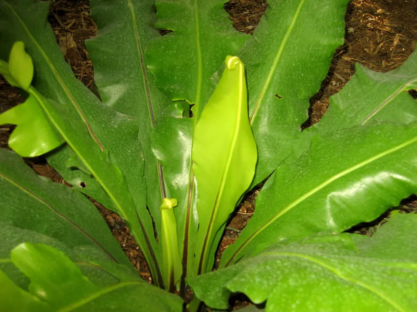 asplenium nidus plant showing characteristic features