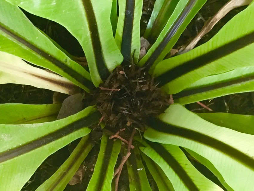 asplenium nidus plant showing characteristic features