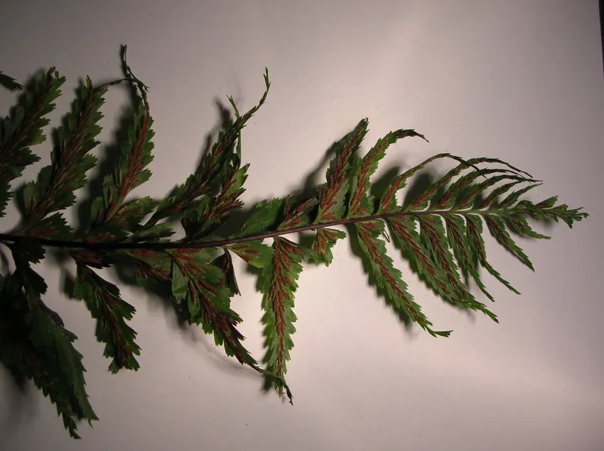 asplenium polyodon plant showing characteristic features