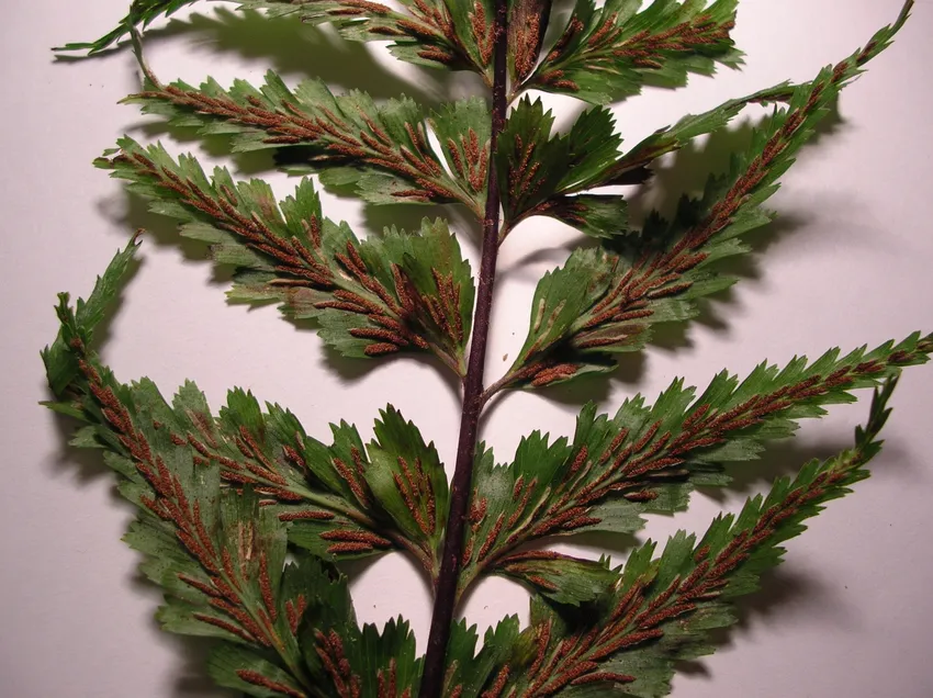 asplenium polyodon plant showing characteristic features