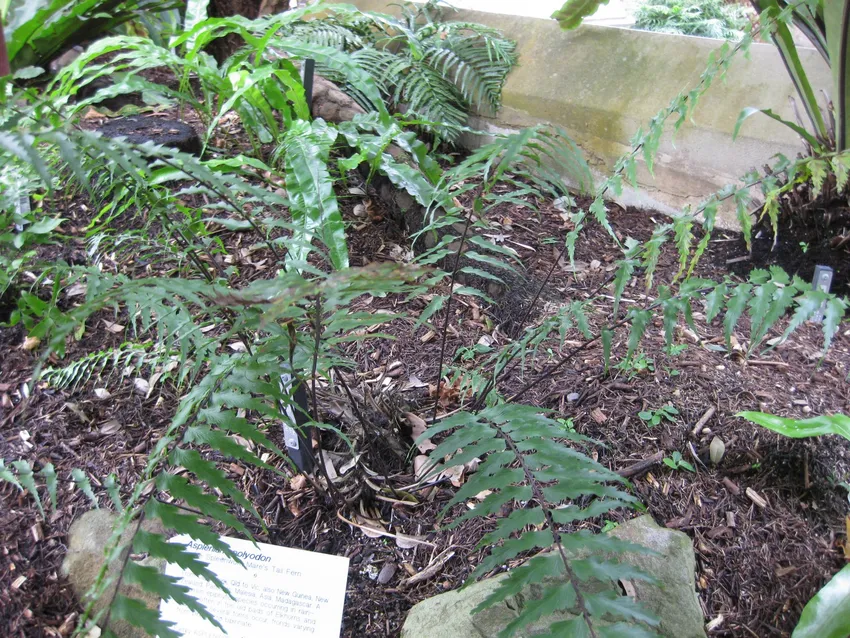 asplenium polyodon plant showing characteristic features