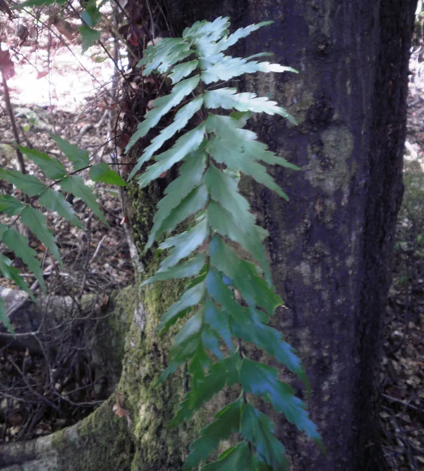 asplenium polyodon plant showing characteristic features