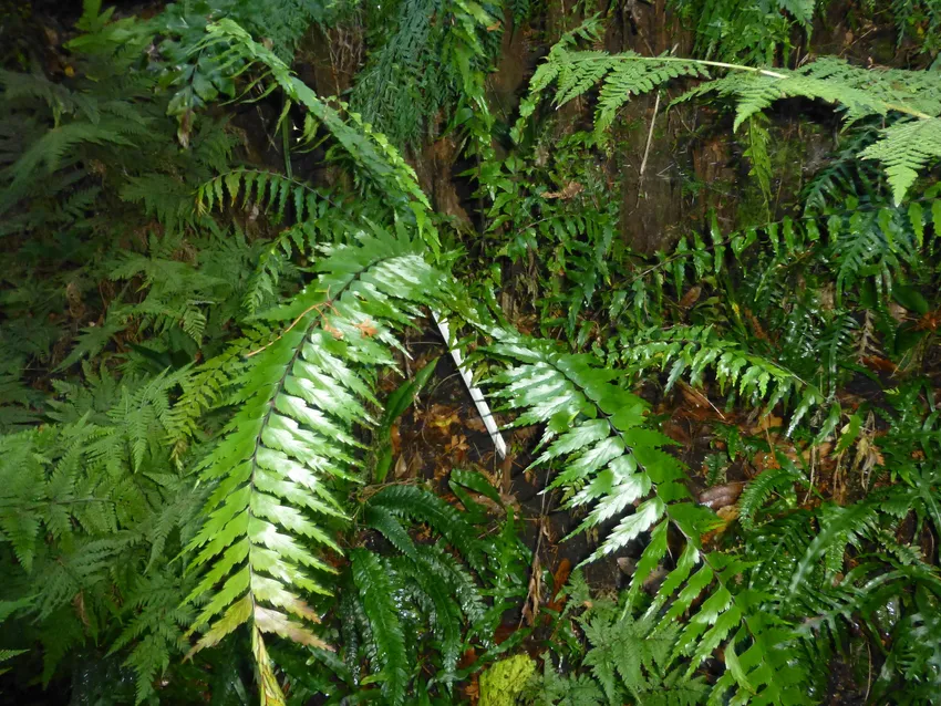 asplenium polyodon plant showing characteristic features