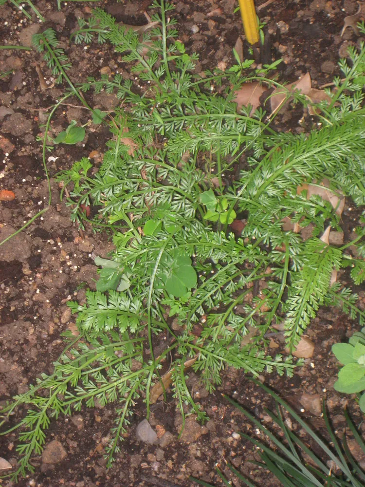 asplenium prolongatum plant showing characteristic features