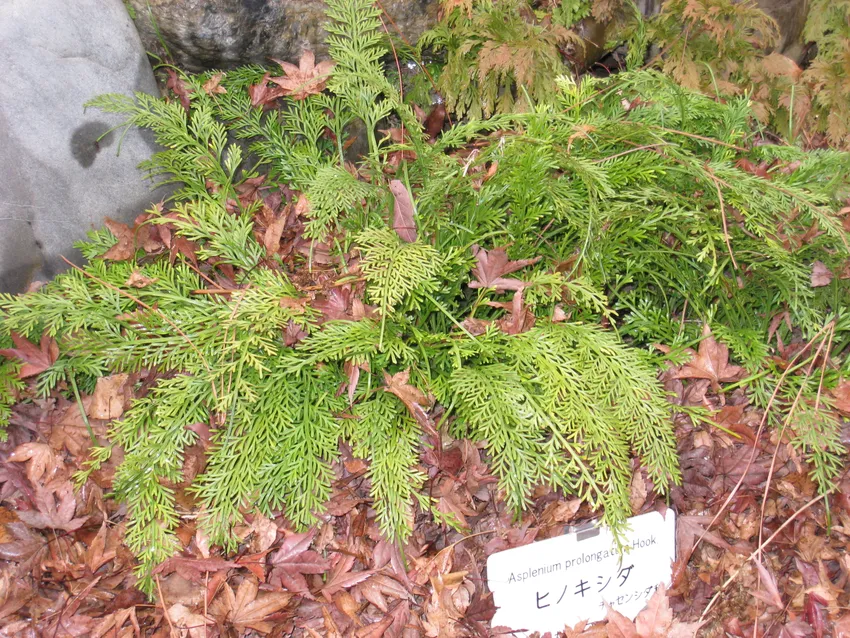 asplenium prolongatum plant showing characteristic features