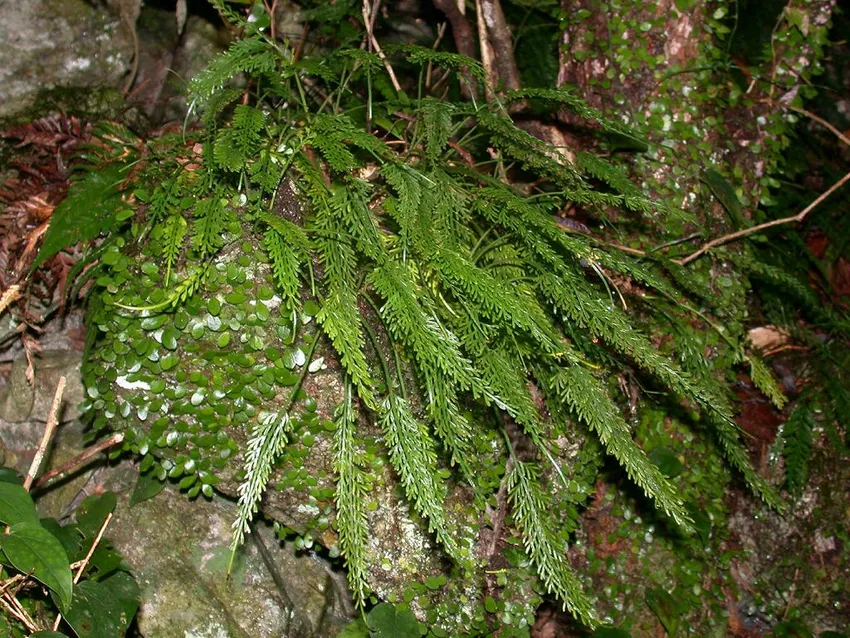 asplenium prolongatum plant showing characteristic features