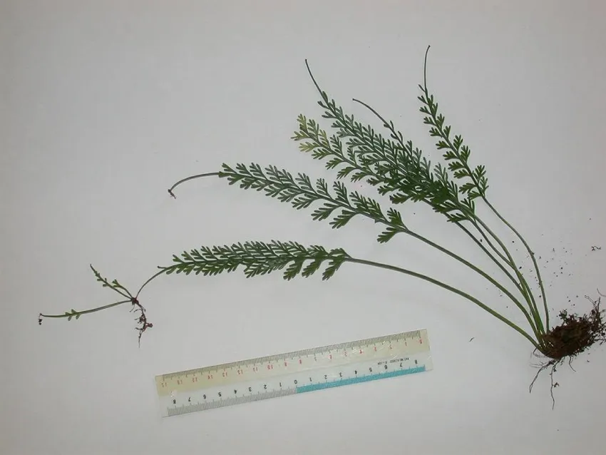 asplenium prolongatum plant showing characteristic features