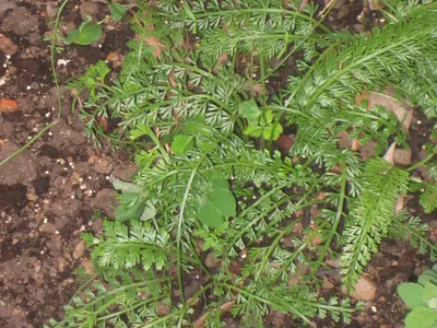 asplenium prolongatum thumbnail