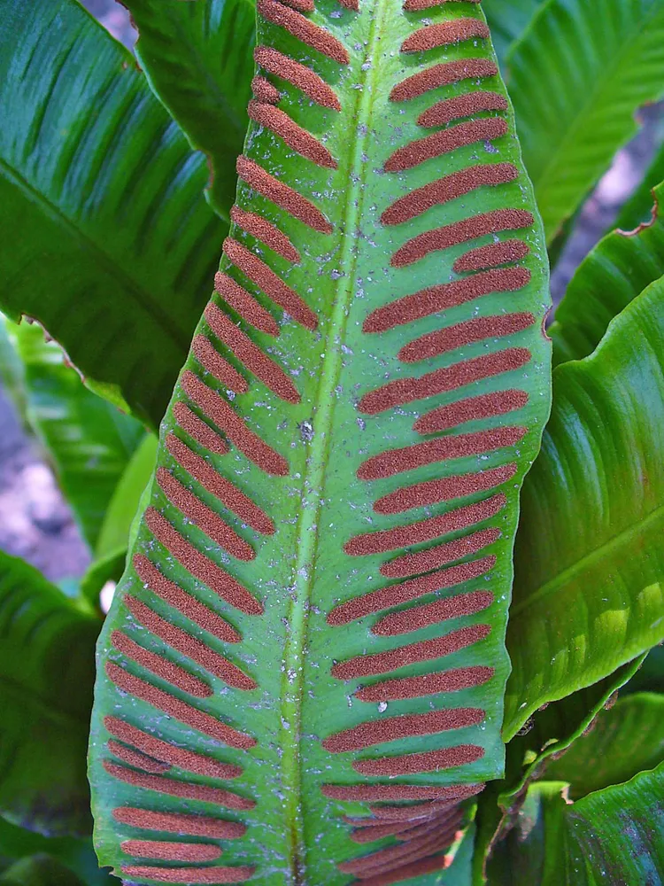 Plante asplenium scolopendrium montrant ses caractéristiques typiques