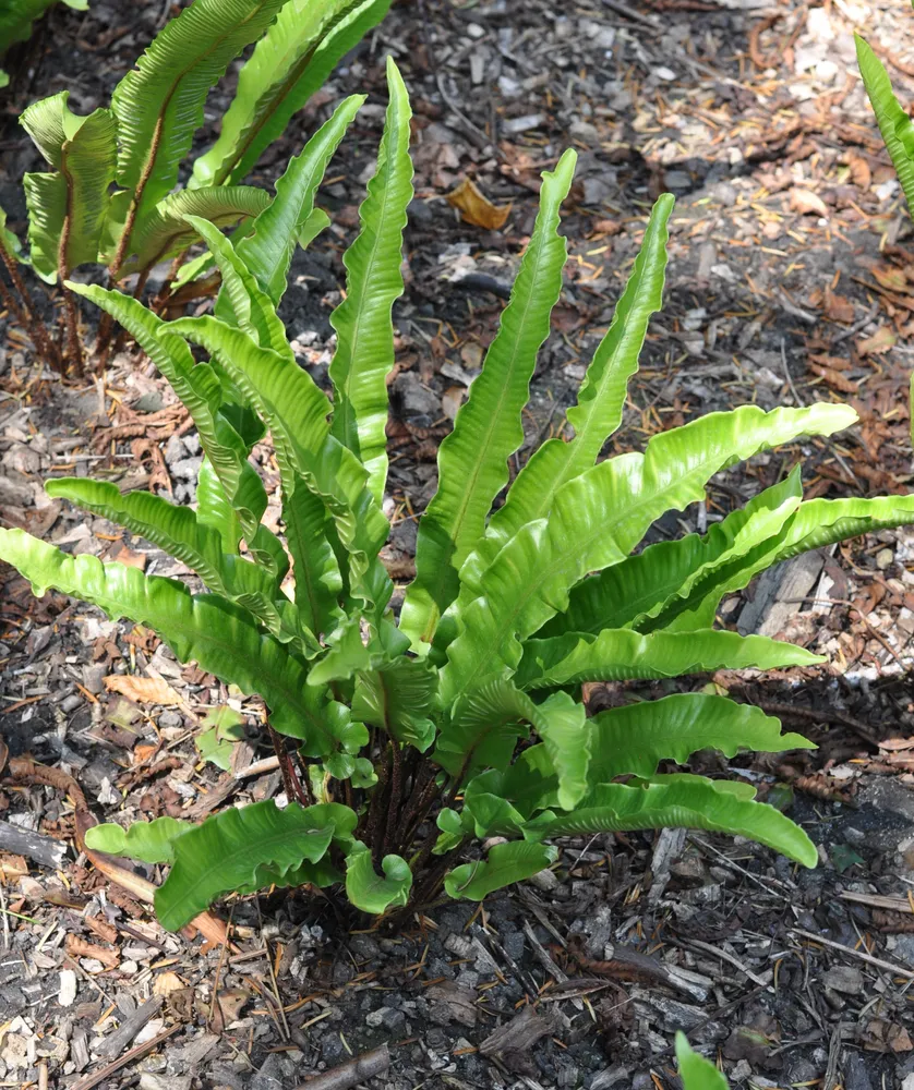 Plante asplenium scolopendrium montrant ses caractéristiques typiques