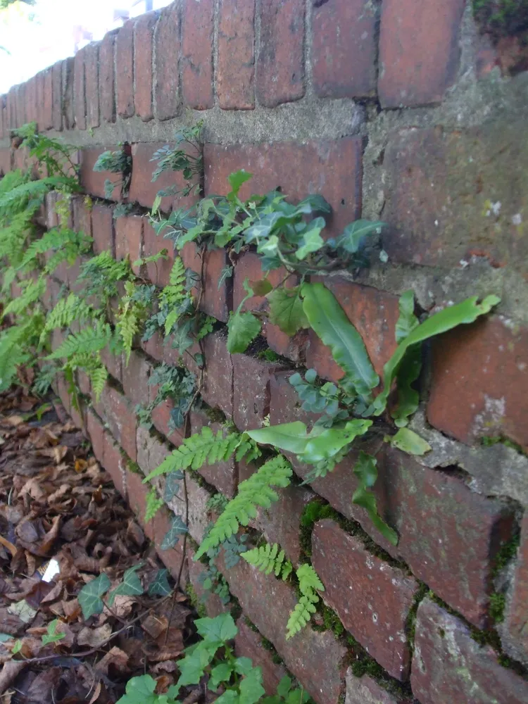 Plante asplenium scolopendrium montrant ses caractéristiques typiques