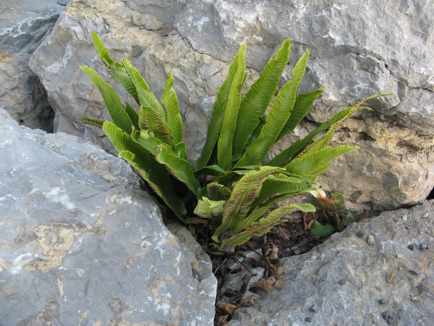 Plante asplenium scolopendrium montrant ses caractéristiques typiques