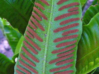 asplenium scolopendrium thumbnail