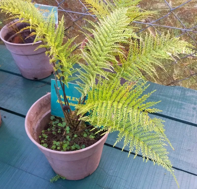 asplenium viviparum plant showing characteristic features