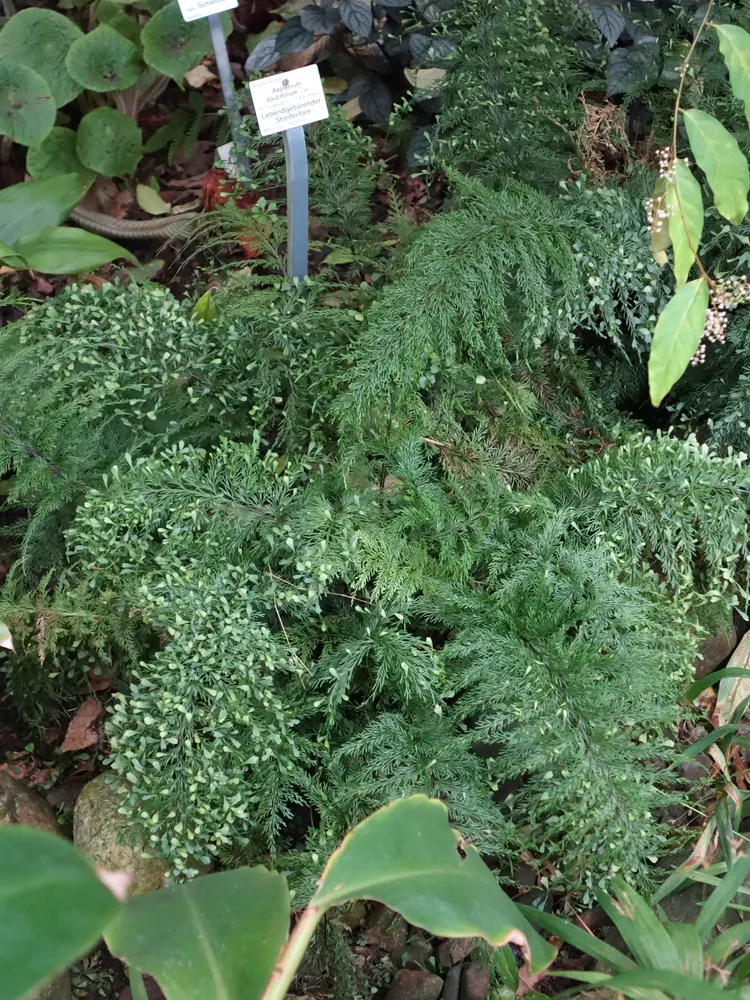 asplenium viviparum plant showing characteristic features