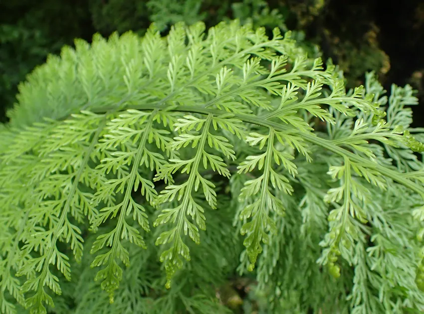 asplenium viviparum plant showing characteristic features