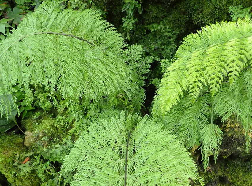 asplenium viviparum plant showing characteristic features