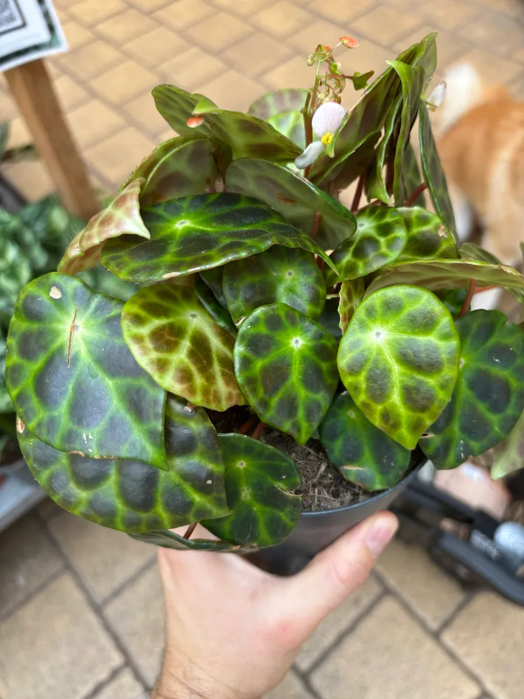 begonia kingiana plant showing characteristic features
